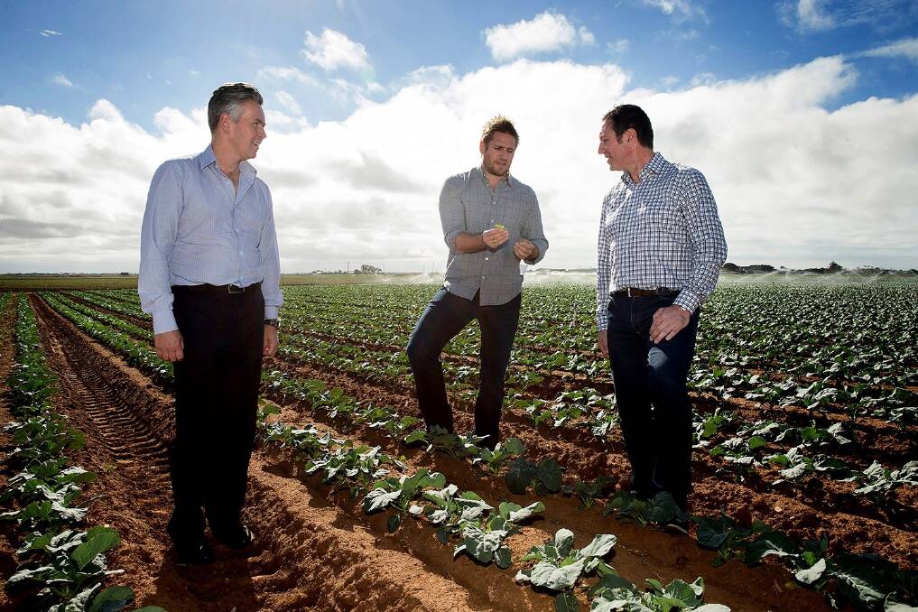 Coles managing director John Durkan, Coles ambassador Curtis Stone and Fresh Select CEO John Said at the Werribee vegetable farm.