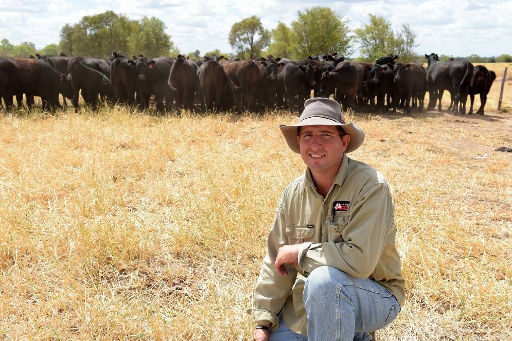 Que Hornery, Bar H Grazing, Comet, with his Wagyu/Angus-cross heifers. These heifers are in calf to Wagyu bulls and their progeny is the ultimate goal. <i>-Picture: RODNEY GREEN.</i>