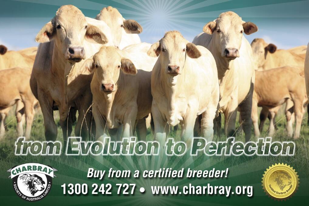 Charbray Beef 2015 results
