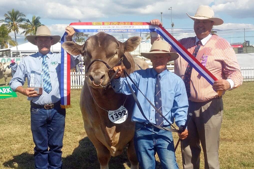 Pat Bohan decorates Murray Grey grand champion bull Baroona Park Saxon (Pb) (Ai), held by owner David Taylor, Baroona Park, Wellcamp, and judge Rob Sinnamon, Yulgilbar Station, NSW.