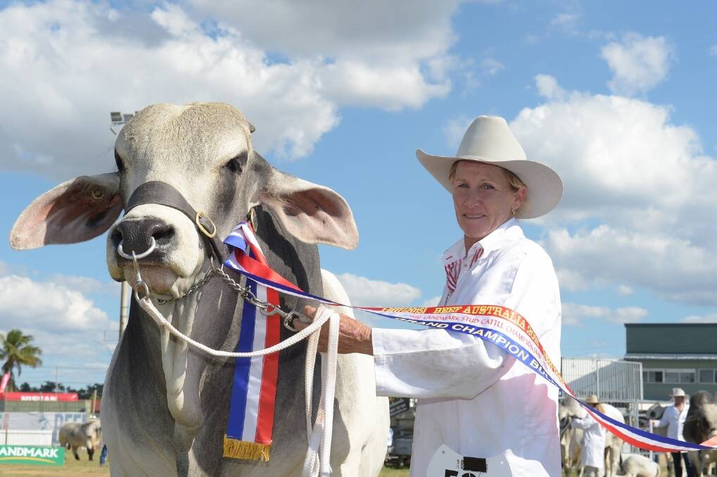 Raglan Victory, exhibited by the Olive family, Raglan, and held by Roxanne Olive,  was sashed grand champion Brahman bull.