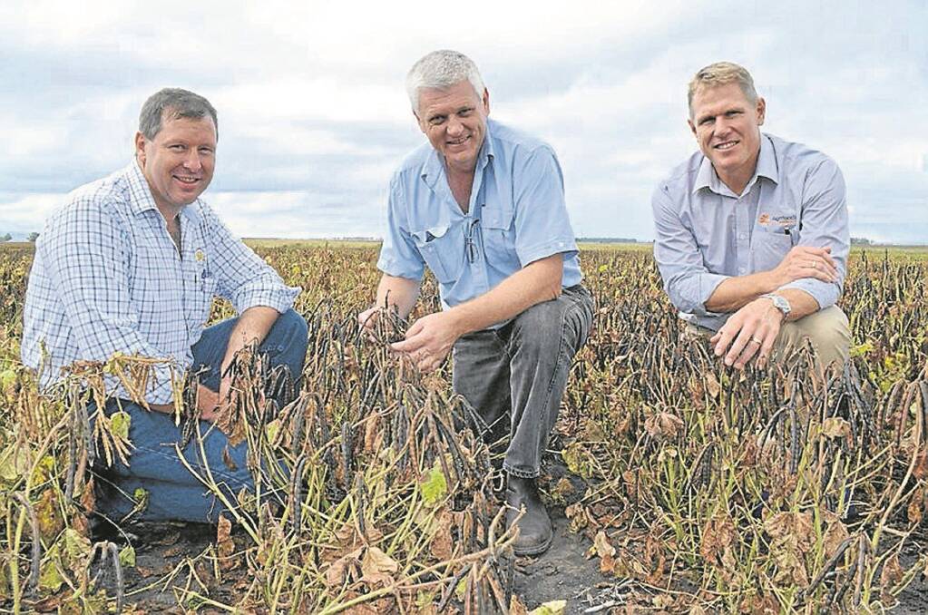 Mark Schmidt, Bean Growers Australia, Gordon Cumming, Pulse Australia, and Australian Mungbean Association president Rob Anderson inspect mungbean trials at an industry field day at Hermitage Research Facility, Warwick, earlier this year.