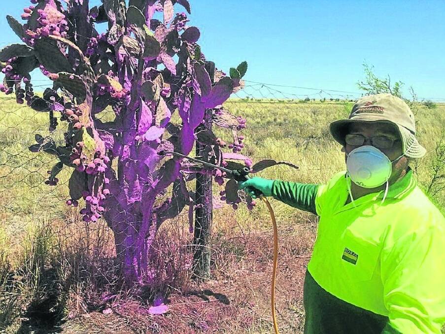 Prickly pear infestations around Tambo have been targeted by RESQ's work for the dole programs.