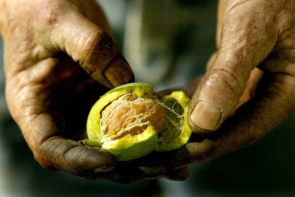 Webster's two key product ranges currently are walnuts, operating under the Walnuts Australia brand, and onions, under the Field Fresh Tasmania brand.