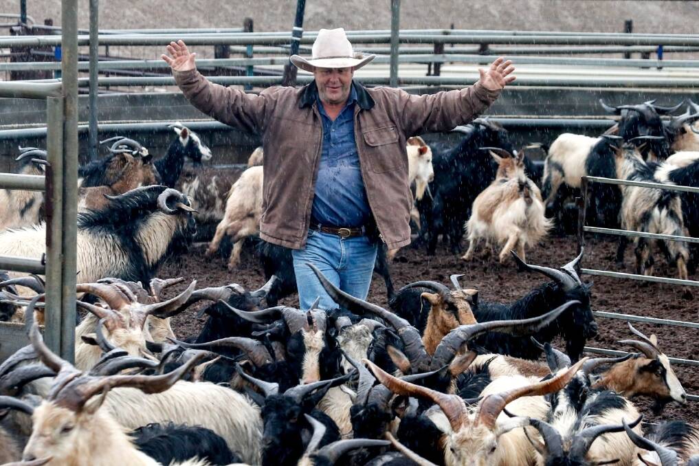 Robbie Newton on his property, Summerville, near Bourke, NSW, with wild goats ready to send to market. Photo: Peter Rae