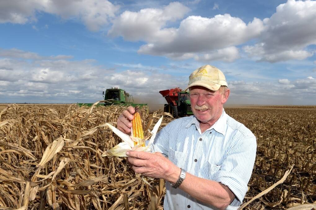 Grain grower Rob Taylor, Curraweena, Macalister, with a sample of his corn crop, which is likely to end up in feedlots. <i>- Picture: RODNEY GREEN.</i>