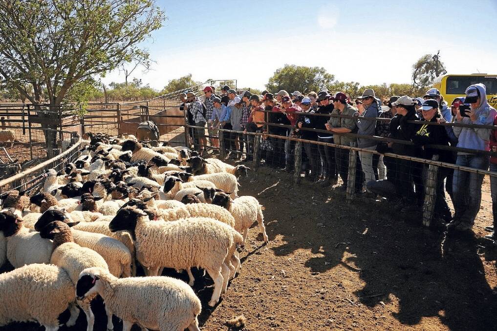 Students inspect Dorper meat sheep at Andrew and Maree King's Silverwood organic Dorper farm south of Longreach.