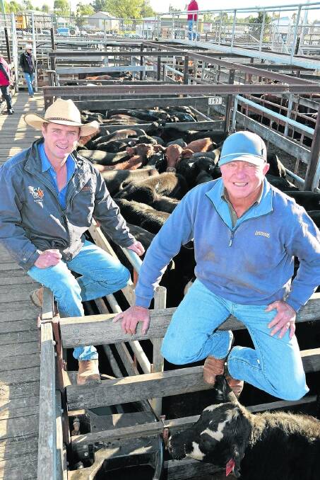 John Brown, Top X, St George, assisted Peter North, Arakoola, Bollon, as he offloaded 145 head at the Dalby Sale yesterday. - <i>Picture: Sarah Coulton.</i>