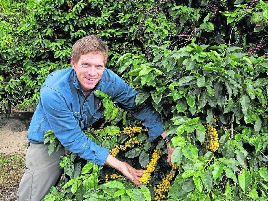 Skybury Tropical Plantation farm manager Mark MacLaughlin inspects the Arabica coffee ready for harvest. 