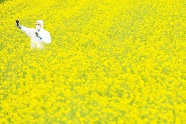 A Greenpeace activist takes samples in a genetically modified canola field near Teesdale, east of Geelong. Photo: Jason Souith