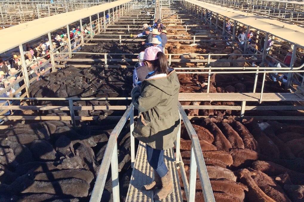 Weaners hit 346c/kg at Roma