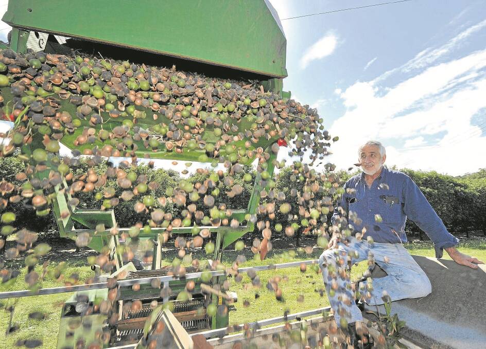 Lindsay Fullerton, Fullerton Farms, Beerwah, watches the harvest from some of his 40,000 macadamia nut trees.