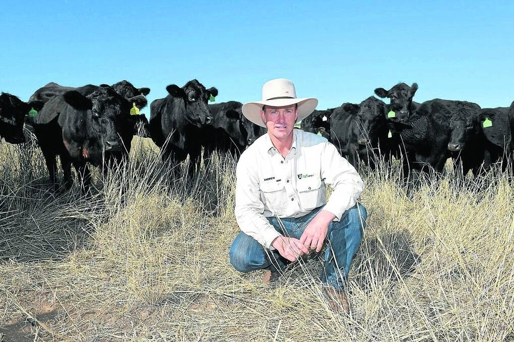 Drillham seedstock producer Andrew Raff of Raff Angus, with a line of Angus cows and calves that will form the foundation of the family's large scale commercial grassfed program.