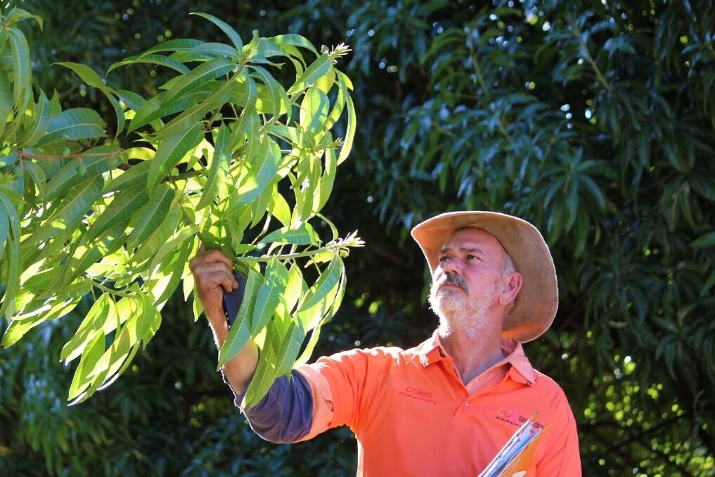 Manbulloo Limited's Katherine farm caretaker Andrew Bagley inspecting the mango trees. <i>Pictures: ANDREA CROTHERS.</i>