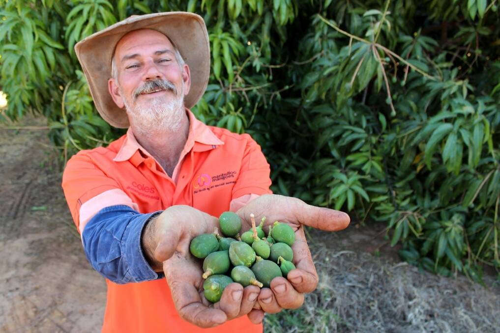 Top End mangoes to test US waters