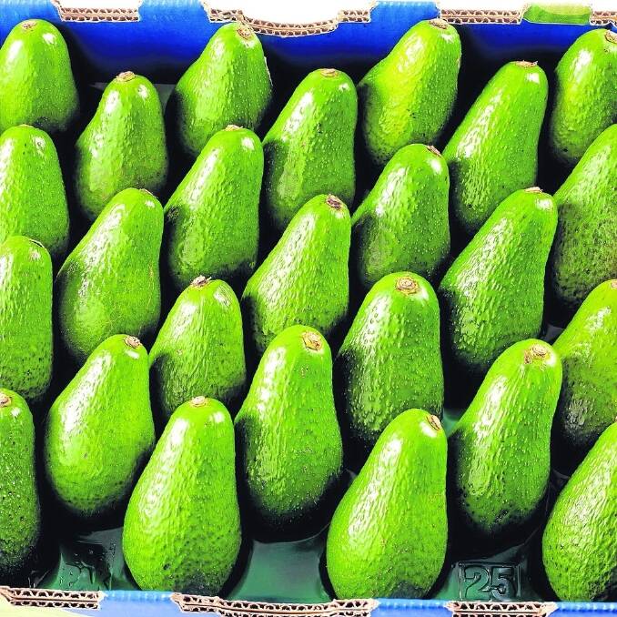 Avocado growers are currently enjoying strong demand for their product and consequently the best prices seen in years. 