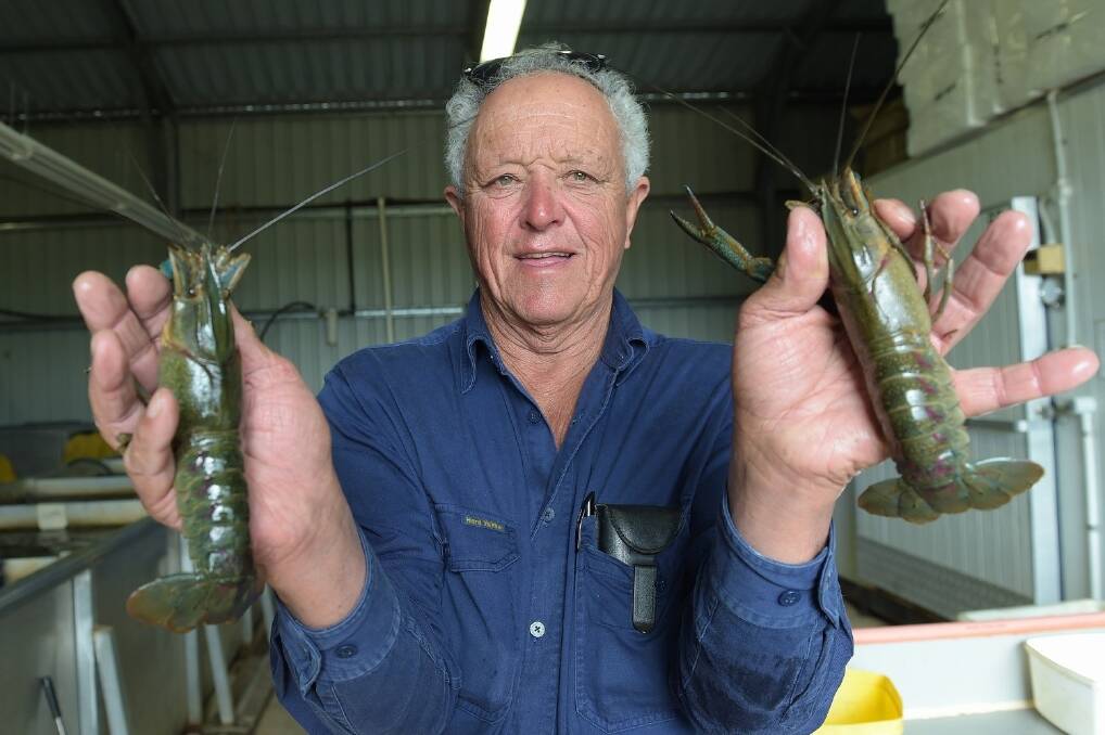 Gympie-region producer Peter Moore says farming red claw is a lot more than just complicated that just throwing the cray fish in a dam and pulling out the money. 