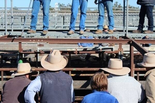 Red hot cattle market climb continues