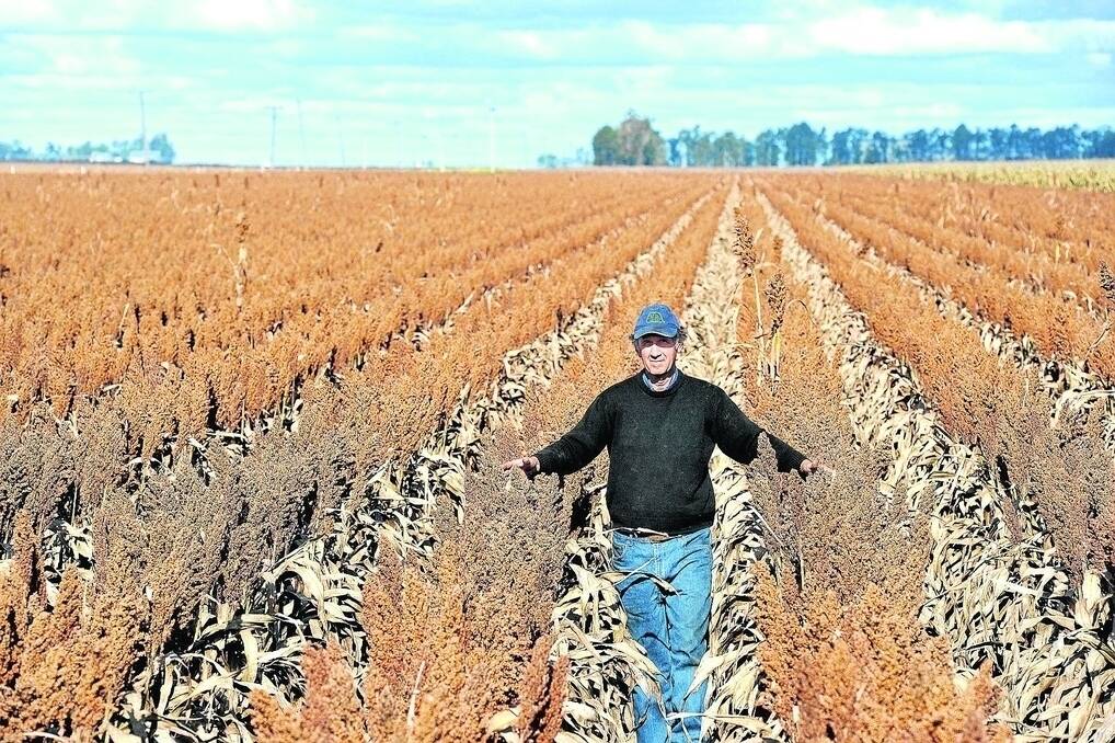 Chris Hornick Allambie, Condamine Plains, in last year's sorghum crop that returned between $280 to $300/tonne and he is hoping for a similar return this year. - <i>Picture: RODNEY GREEN.</i>