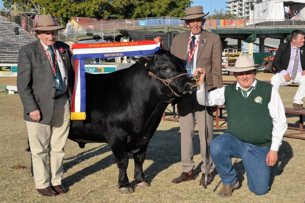 RNA honorary council steward Ken Crotty OAM, and RNA steward Keith McRobert, Fairfield, sashing the grand champion Dexter bull, Silver Fern So High and Mighty, who was exhibited by Troy Nuttridge, Silver Fern Dexters, Lockyer Waters.