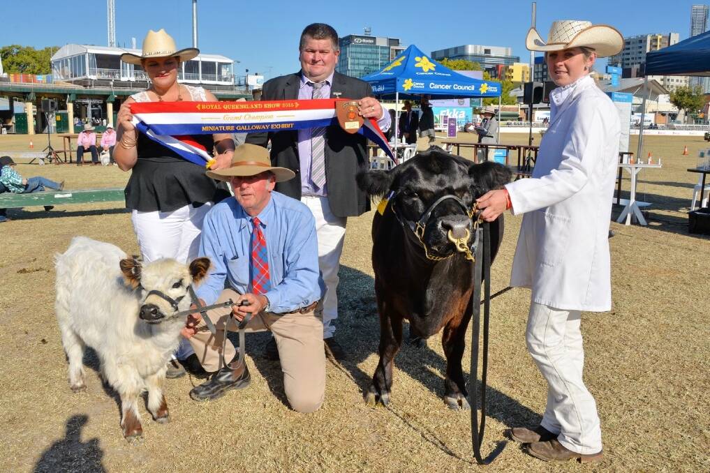 Miniature Galloway judge Isaac Billiau, Bindaree, Moura, and his wife Heather, sashing the Miniature Galloway grand champion Allaru Starlet and calf Allaru Little Miss Showgirl, exhibited by John Macey, Allaru Stud, Sunshine Coast, and paraded by Sarah Peters, SKS Fitting Service, Conondale.