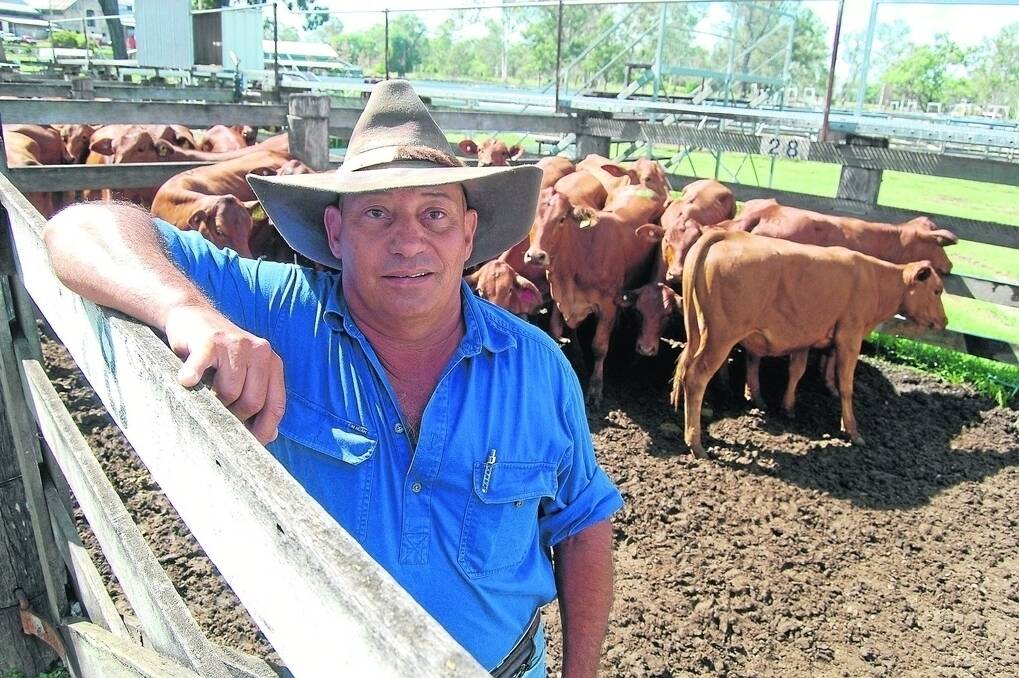 Avid Droughtmaster fan Greg Piggott, Hawthornden, Waterloo, takes time to work with his weaner cattle before turning them off, mostly to the Biggenden Saleyards, which he says helps secure an improved price.