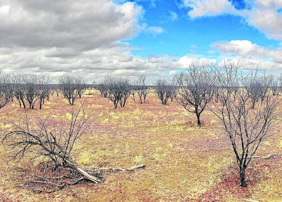 Introduced plant species are causing millions of dollars in production losses to Queensland farmers each year.