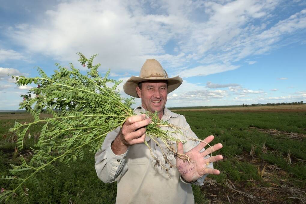 Graham Lloyd, Canopus Park, Springsure, in his crop of thriving chickpeas. <i>– Picture: RODNEY GREEN.</i>
