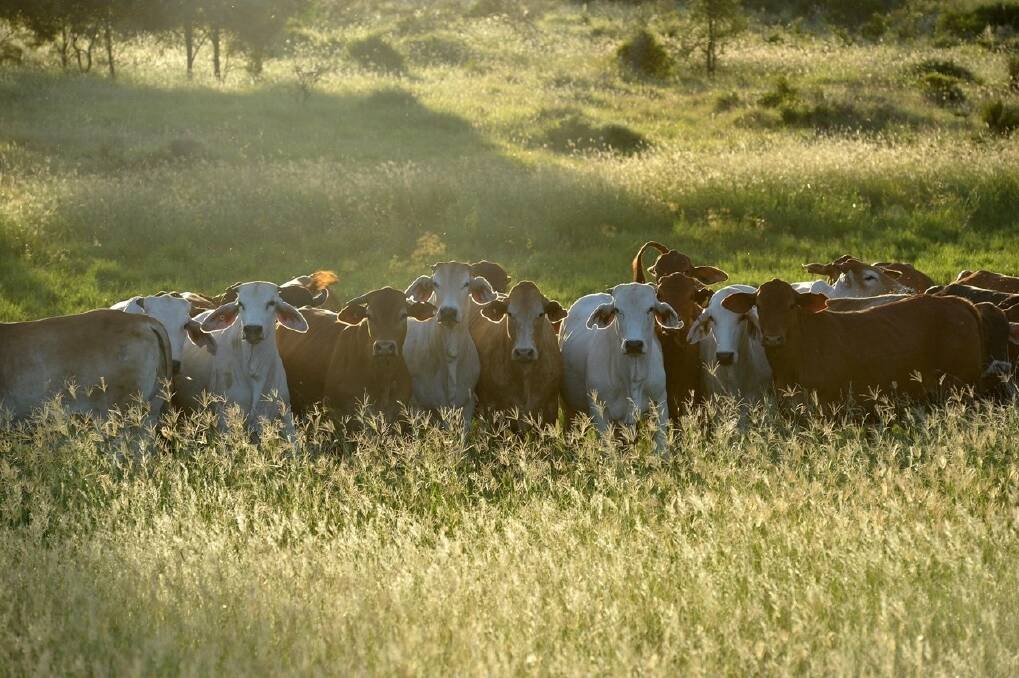 Queensland cattle are grading MSA and breed is no barrier.