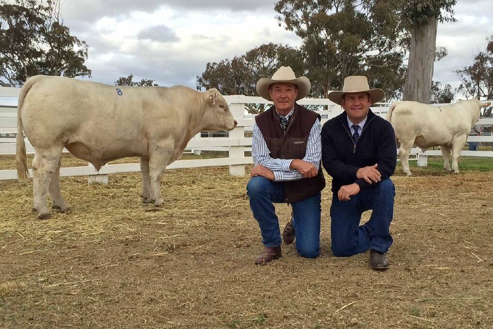 David Bondfield and auctioneer Luke Scicluna, Davidson Cameron, Gunnedah, NSW, and the top priced $35,000 poll bull Palgrove Jubilee.