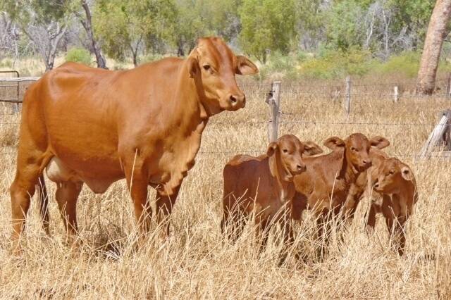 A Droughtmaster cow keeps a watchful eye on her newborn triplets.