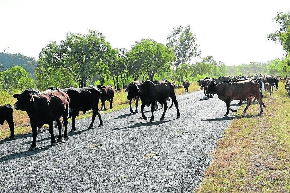 A mob of 1600 cattle walked from Aramac through to Spingsure, where they are pictured. Many of these cattle have been sold and are now walking through Bauhinia Downs. - <i>Picture: RODNEY GREEN.</i>