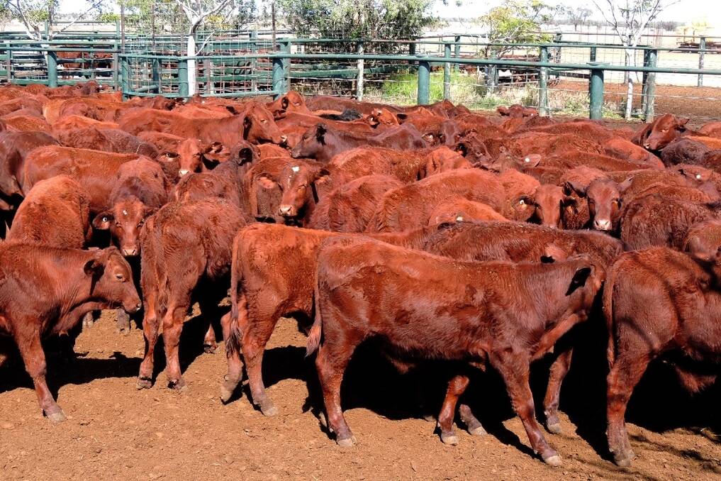 Steers weighed 203kg to return $775 or 381.2c/kg.