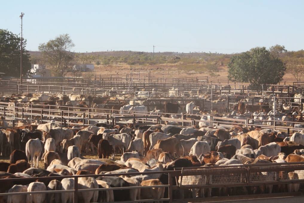 Cloncurry Saleyards upgrade planned