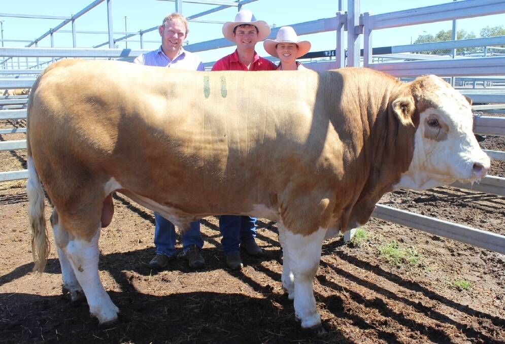 Buyer Steven Manwill, Lone Station Simmental stud, with vendors Gareth Laycock and Emily Brassington, Clay Gully Simmentals, and $17,000 bull Clay Gully Jayko. Picture: Inga Stünzner