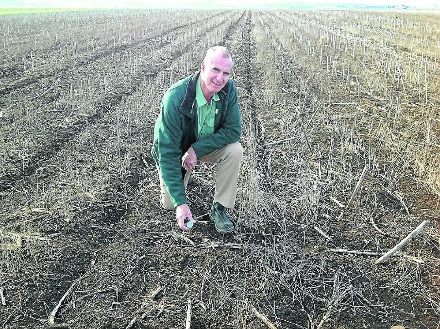 Australian Sunflower Association member and Landmark senior agronomist Paul McIntosh says sunflowers in the early stages can handle light frosts.