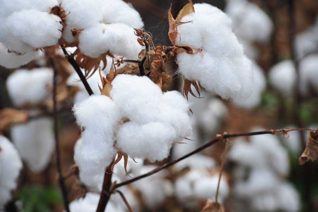150,000 bale cotton business for sale