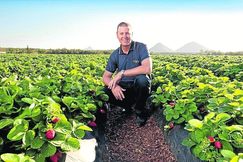 Pinata Farms managing director Gavin Scurr, pictured at Wamuran,  says the construction of polytunnels on the company's Stanthorpe property should help protect the strawberry crop against the weather.