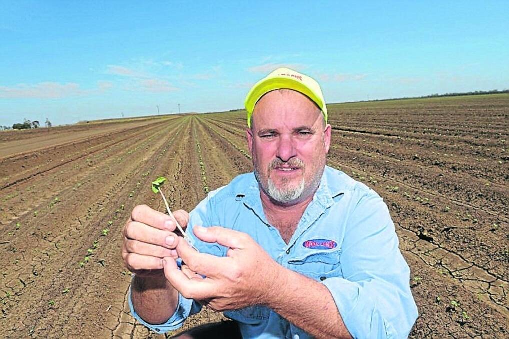Queensland garlic and onion grower Andrew Moon, Moonrocks, St George has received a $400,000 grant from the Coles Nurture Fund to increase garlic production.