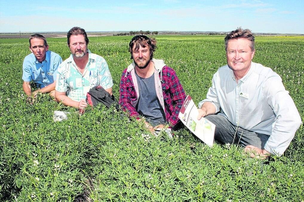 Department of Agriculture and Food (DAFWA) plant pathologist Geoff Thomas (left), Koorda growers Neil and Grant Henning and DAFWA senior plant breeder Jon Clements examine the newly released PBA Jurien lupin variety as a possibility for the Henning operation.