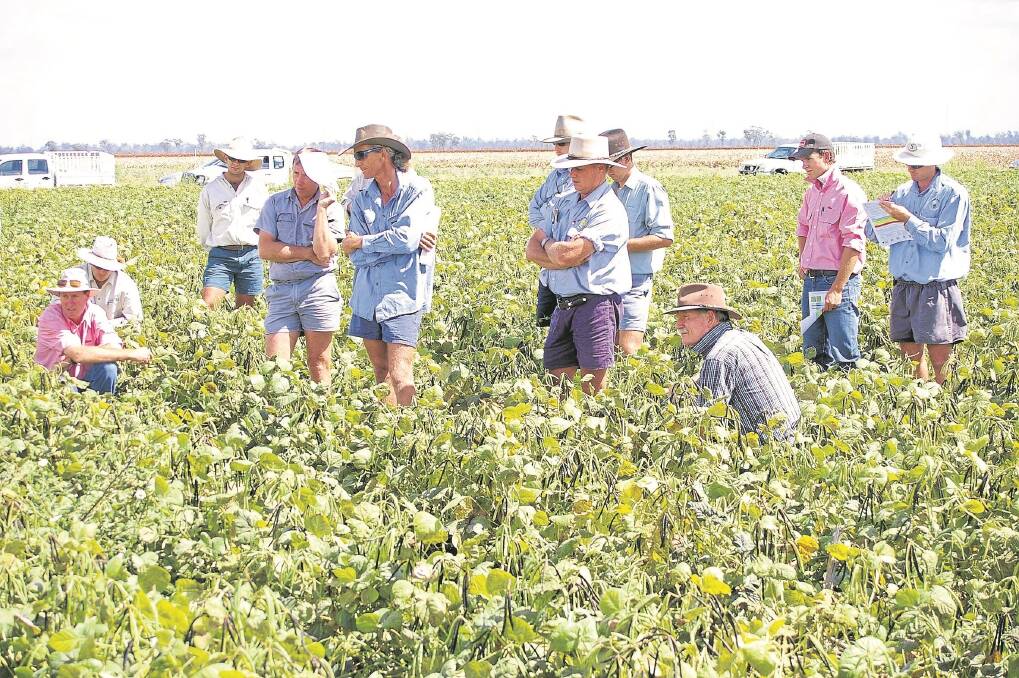Interaction of growers and researchers builds confidence in the mungbean industry as pest and disease issues occur and are resolved.