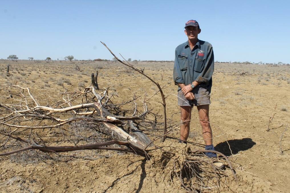 Colin Forrest, Oakley, Longreach with one of the thousands of prickly acacia plants he has uprooted. He says the landscape behind him was once a solid wall of prickly acacia plants.