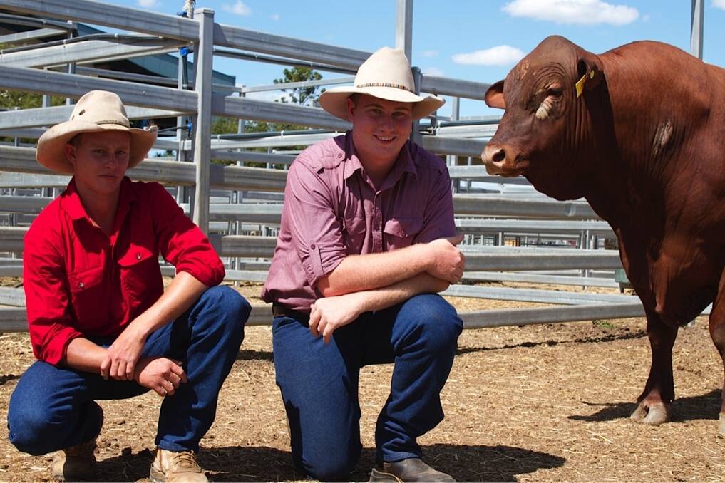 The 37-month-old, 884kg, 5 Star Dirty Deeds made $11,500 at Monday's annual 5 Star Senepol Sale, CQLX, Gracemere selling to Eucumbene Grazing Company, Eucumbene, Bollon. With the Senior champion from beef 2015 are Rene Schipper and Guthrie Maynard, 5 Star Stud, Jambin.