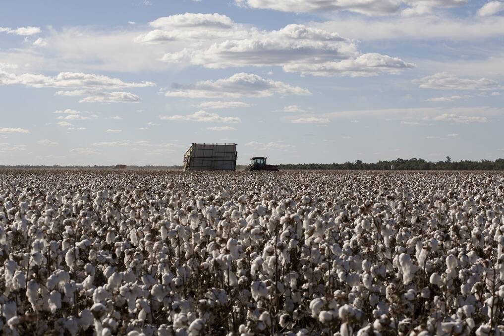 Monsanto says GM technology has allowed cotton growers to reduce their pesticide use by 95pc. Almost all of the cotton grown in Australia are GM varieties.