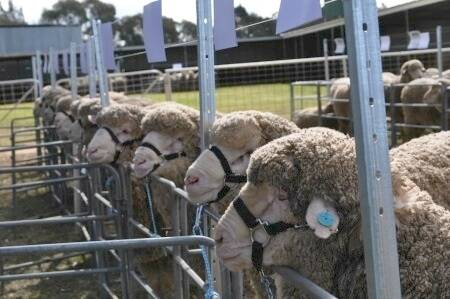 Poll Merino rams have been in the top money this spring ram selling season in central and southern NSW.