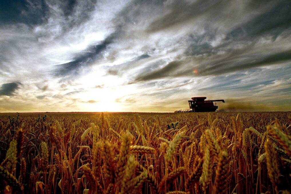 El Niño hammers wheat crop