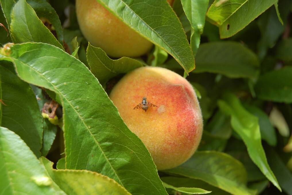 Mediterranean fruit fly poses a large problem to WA orchardists. The WA Dept of Ag and Food is conducting a glasshouse trial of a genetically modified Medfly. 