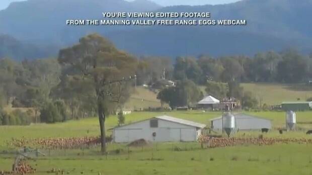 Screenshot from a chook cam with edited footage and limited views. Photo: Choice  Read more: http://www.smh.com.au/business/retail/new-appointee-will-scramble-acccs-free-range-egg-work-animal-activists-claim-20160301-gn7ixd.html#ixzz41hcW9Xny  Follow us: @smh on Twitter | sydneymorningherald on Facebook