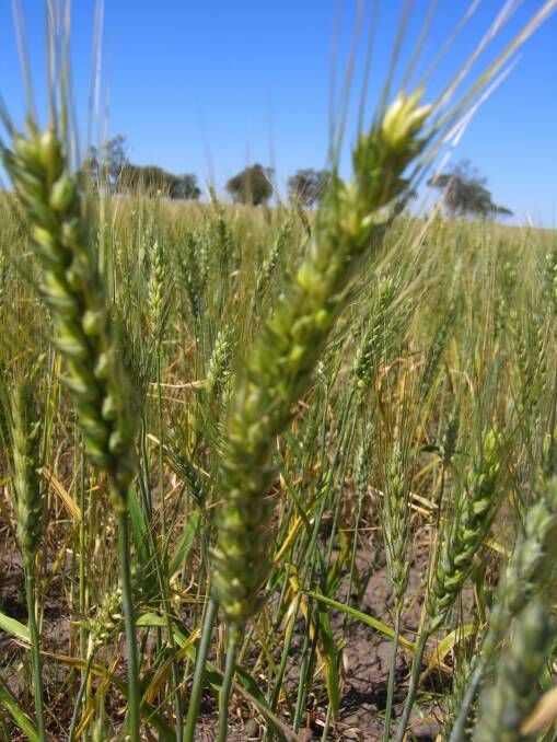 Farmers will be able to protect against poor springs with SureSeason Australia's multi-peril crop insurance products.