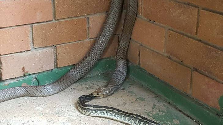 An eastern brown snake was spotted eating a scrub python in Goodna. Photo: N&S Snake Catcher Ipswich, Brisbane & Logan